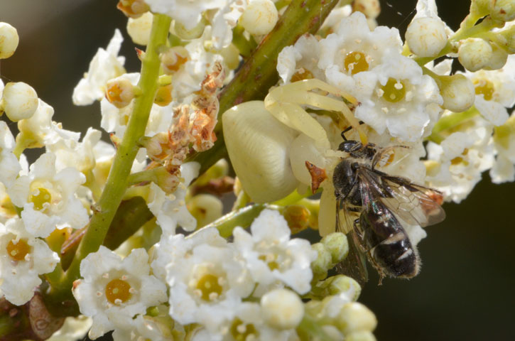 オキナワアズチグモ