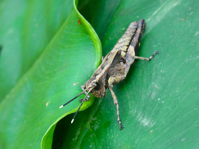 オキナワモリバッタ