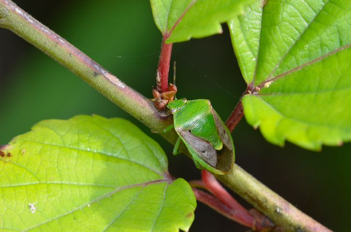 チャバネアオカメムシ