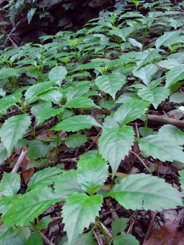 セイタカスズムシソウ