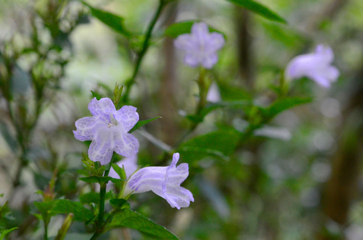 セイタカスズムシソウ