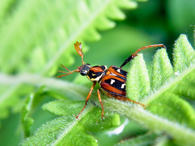 オオシマオオトラフコガネ褐色型