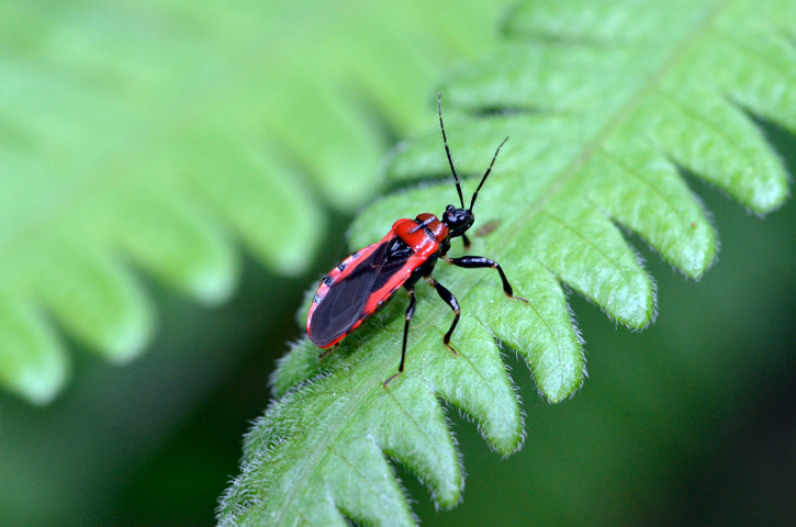 アカシマサシガメ
