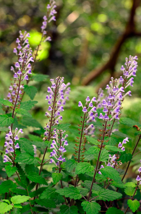 アカボシタツナミソウ