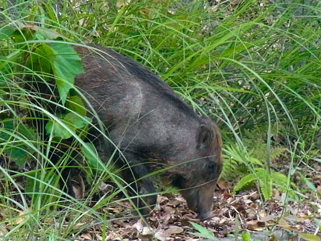 リュウキュウイノシシ