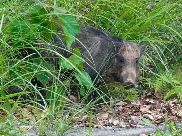 リュウキュウイノシシ