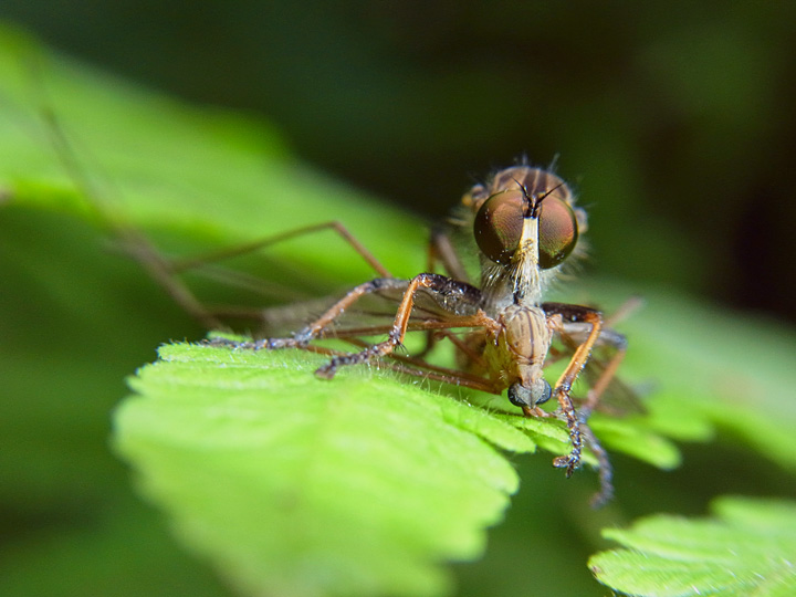 ムシヒキアブの一種