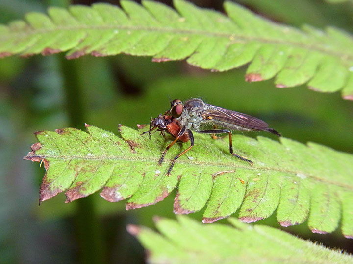 ムシヒキアブの一種