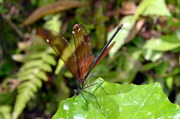 リュウキュウハグロトンボ雌