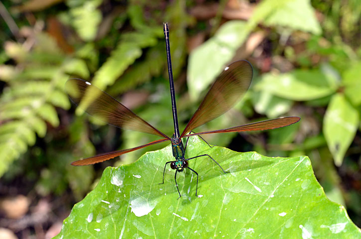 リュウキュウハグロトンボ雌
