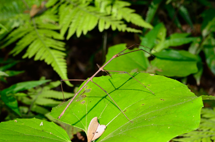 エダナナフシの一種