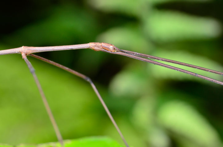 エダナナフシの一種