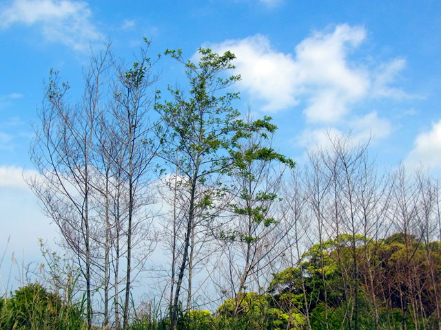 タイワンハンノキ