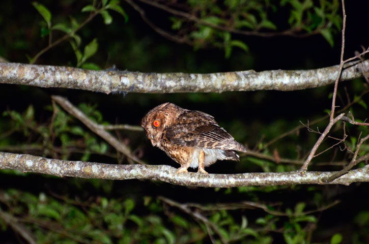 リュウキュウオオコノハズク