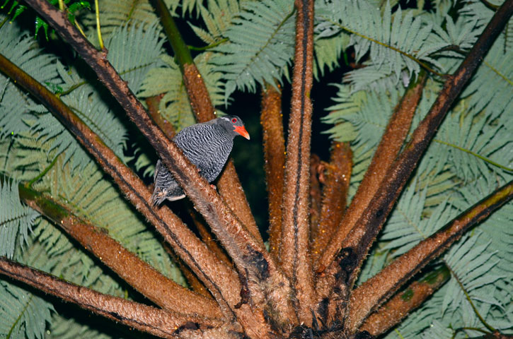 ヤンバルクイナ