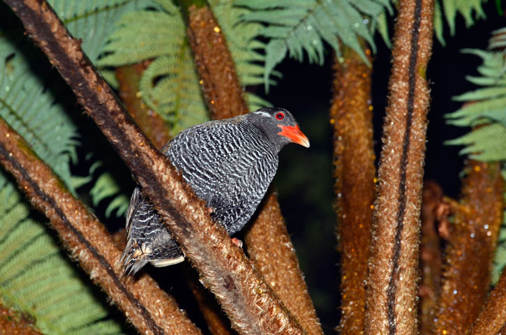 ヤンバルクイナ