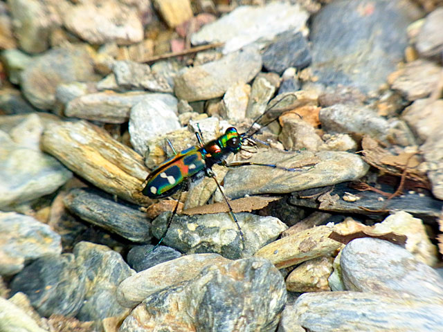 オキナワハンミョウ