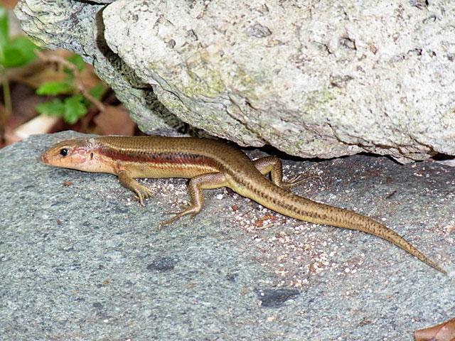 オキナワトカゲ