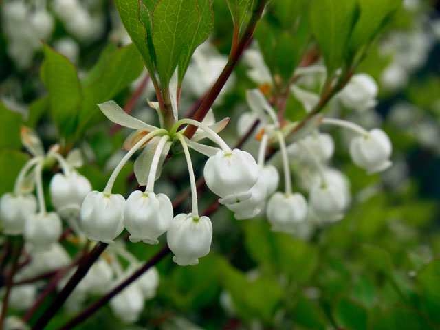 ドウダンツツジ