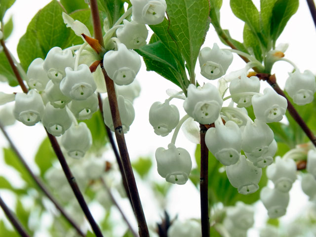 ドウダンツツジ