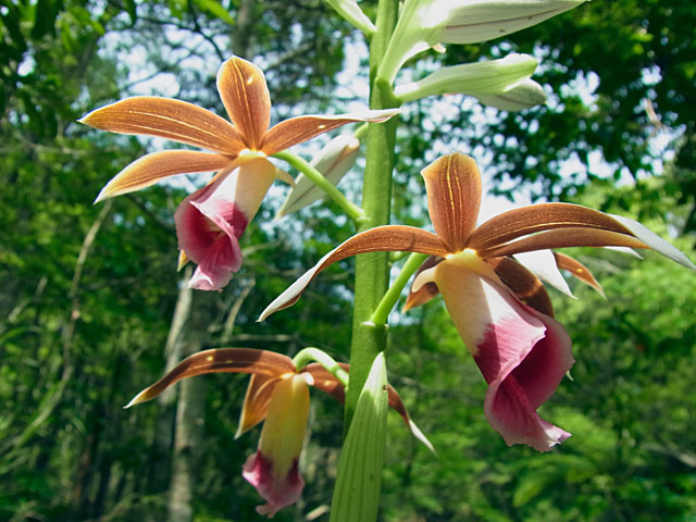 カクチョウラン