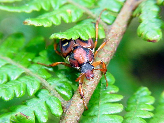 オオシマオオトラフコガネ雌