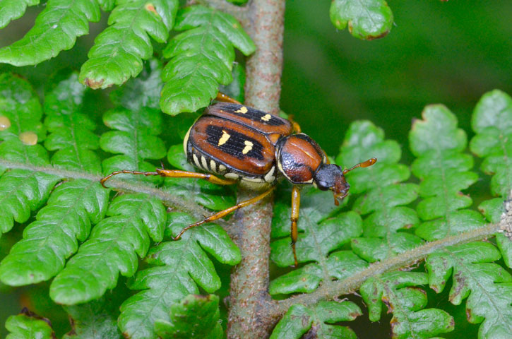 オオシマオオトラフコガネ雌