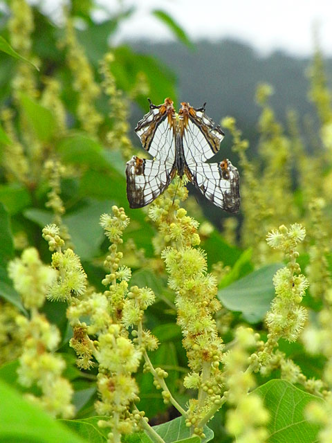 イシガケチョウ