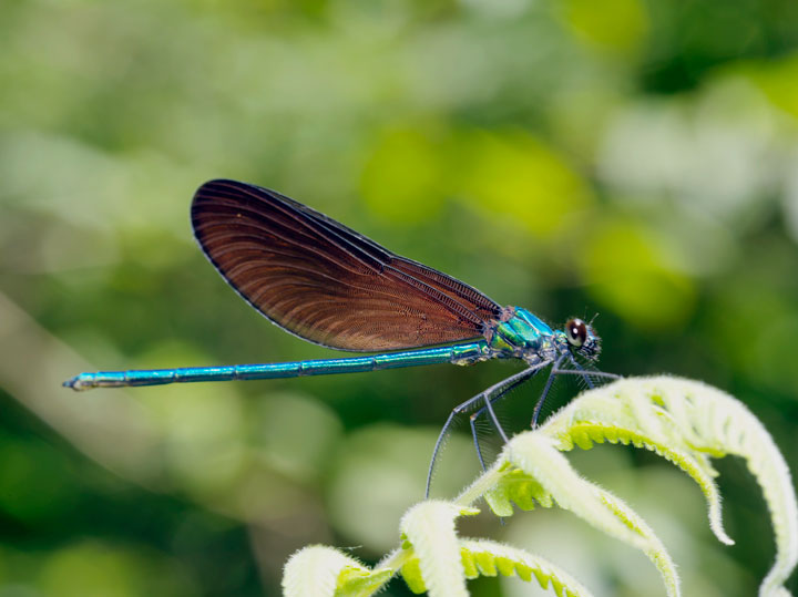 リュウキュウハグロトンボ雄
