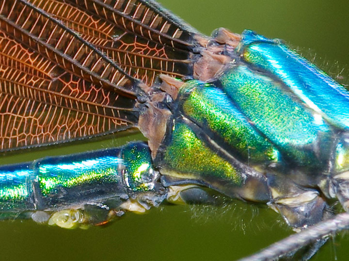 リュウキュウハグロトンボ雄