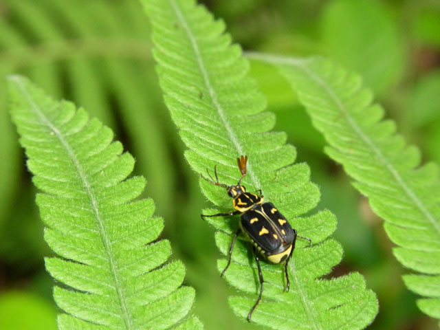 オオシマオオトラフコガネ黒色型雄11:40