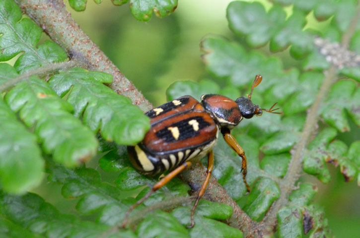 オオシマオオトラフコガネ雌14:23