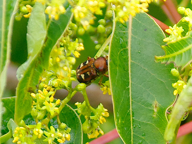 オオシマオオトラフコガネ雌