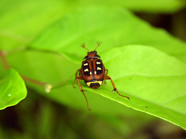 オオシマオオトラフコガネ雌