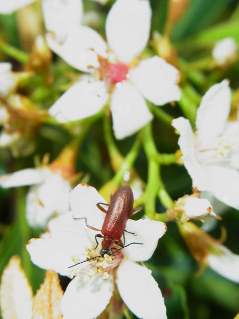 シワハムシダマシ