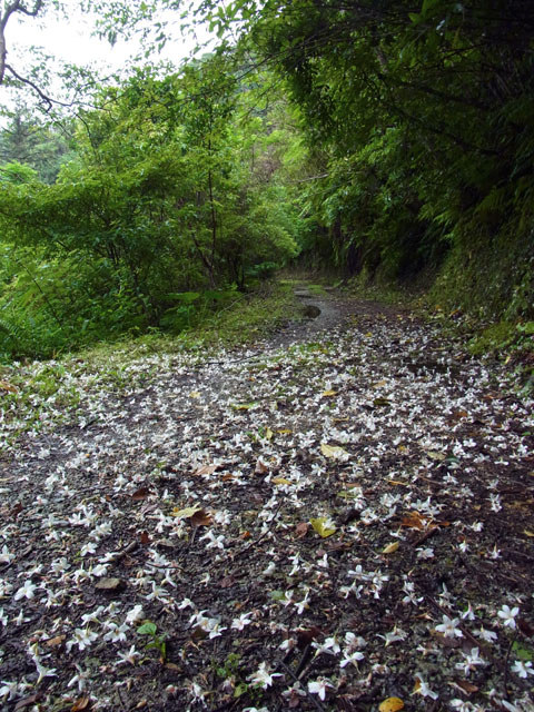 シナアブラギリ落花