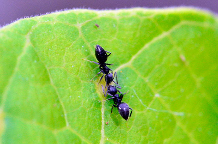 アシジロヒラフシアリ