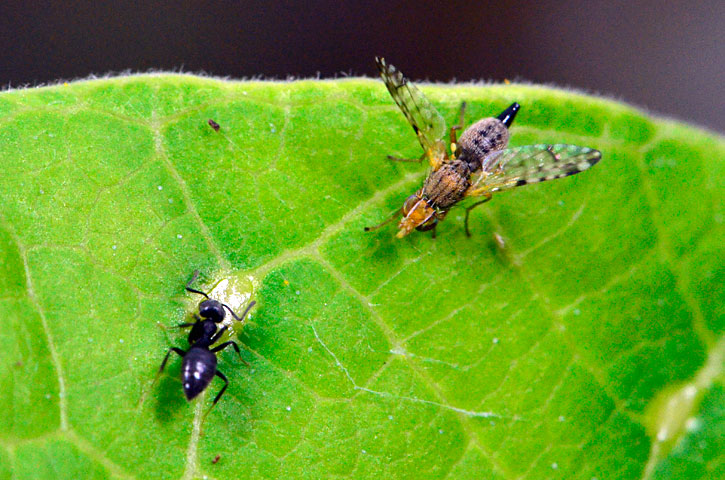 アシジロヒラフシアリとセンダングサミバエ
