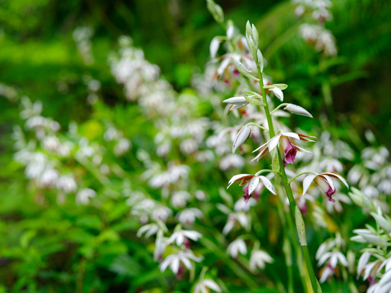 カクチョウラン