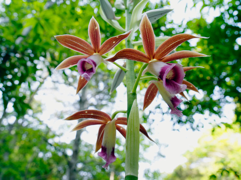 カクチョウラン