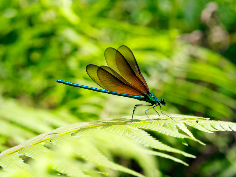 リュウキュウハグロトンボ雄