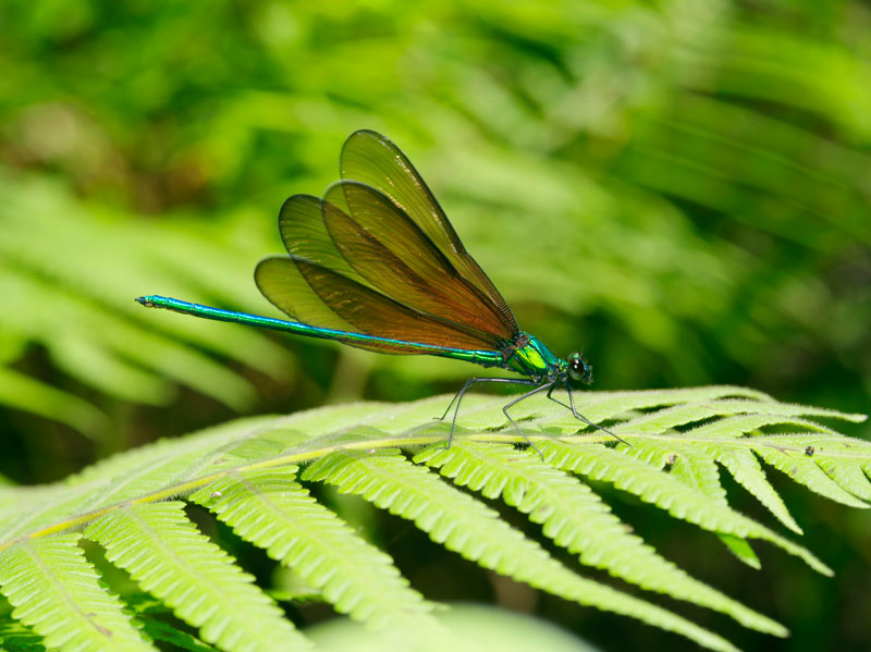 リュウキュウハグロトンボ雄