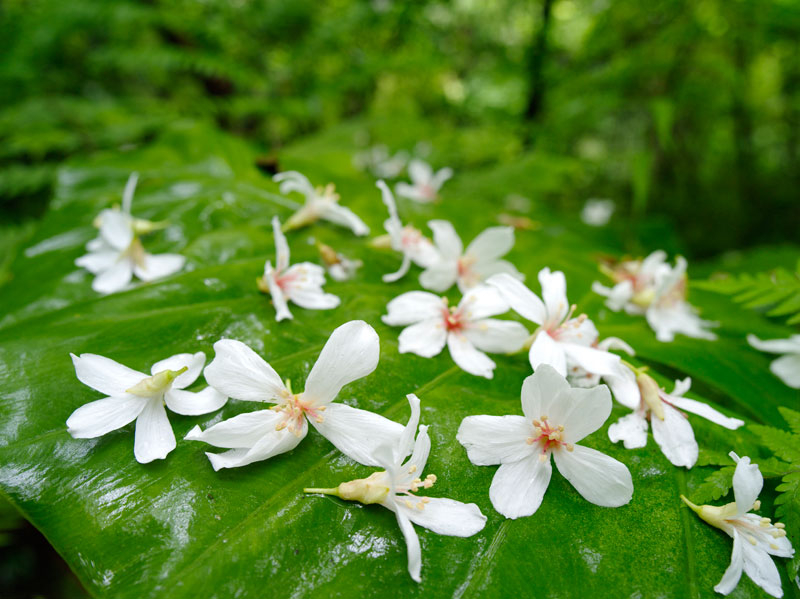 シナアブラギリ落花