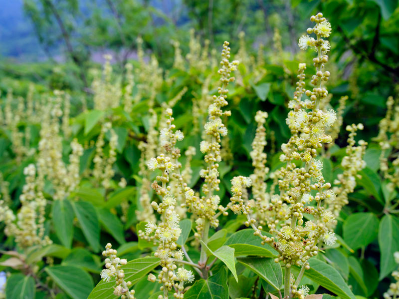 アカメガシワ雄花