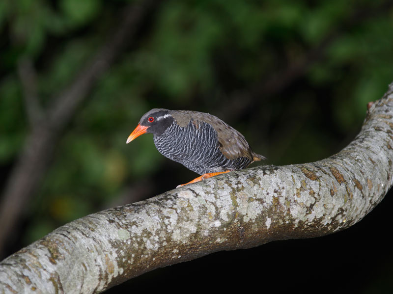 ヤンバルクイナ