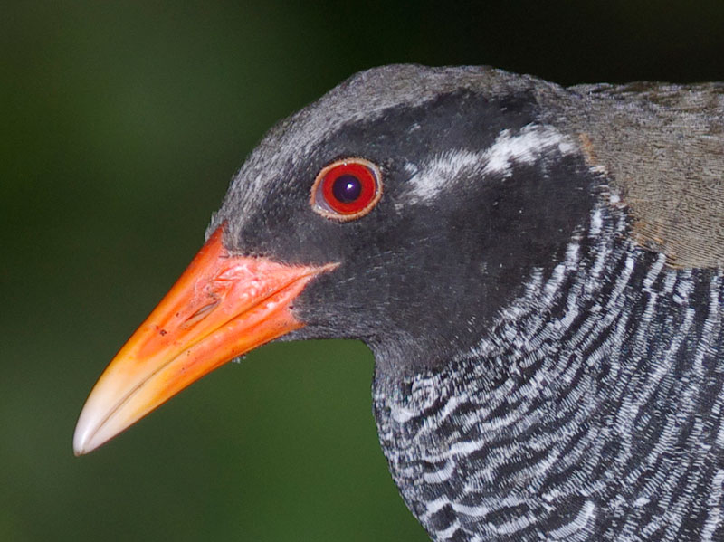 ヤンバルクイナ