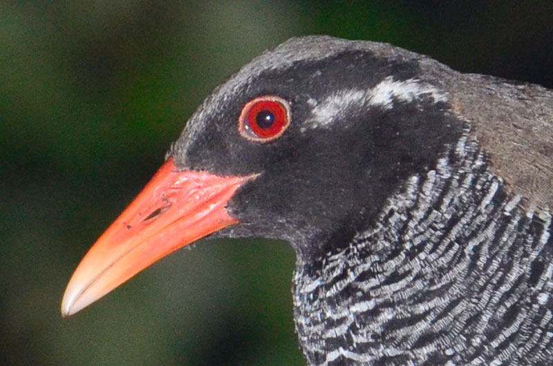 ヤンバルクイナ