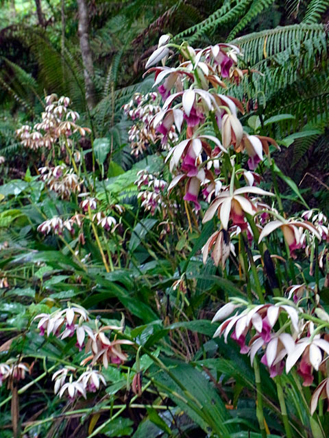 カクチョウラン