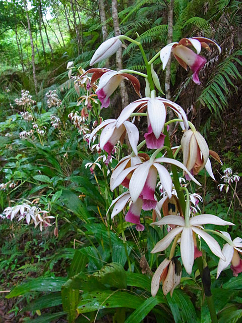 カクチョウラン