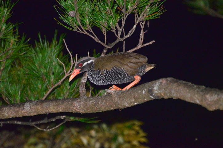 ヤンバルクイナ
